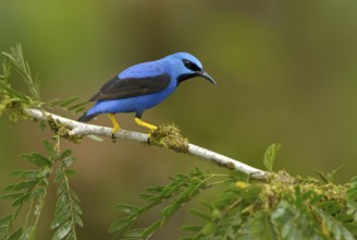 Shining Honeycreeper (Cyanerpes lucidus) at Laguna Lagarto Lodge near Boca Tapada, Costa Rica