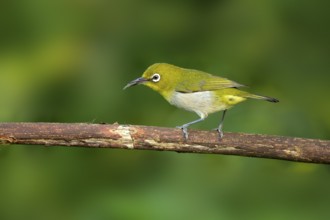 Japanese White-eye (Zosterops japonicus) perched on a branch, Miyakejima, Japan