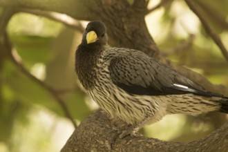Western Plantain-eater (Crinifer piscator), Gambia
