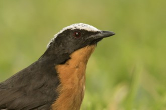 White-crowned Robin-Chat (Cossypha albicapillus), Gambia