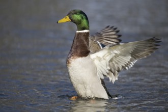 Mallard (Anas platyrhynchos) male, Lower Saxony, Germany