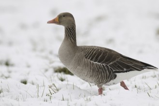 Greylag Goose (Anser anser), Lower Saxony, Germany