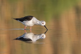 Black-winged Stilt (Himantopus himantopus), juvenile, Spain