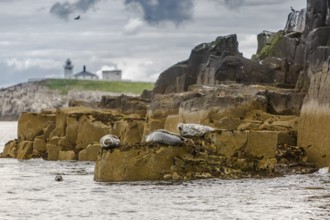 Grey seal (Halichoerus grypus), resting on cliffs, Farne Islands, United Kingdom