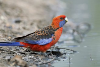 Crimson Rosella (Platycercus elegans), Victoria, Australia