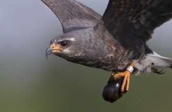 Snail Kite (Rostrhamus sociabilis) male flying with snail in its claws, Florida, USA