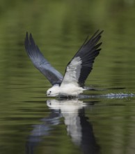 Swallow-tailed Kite (Elanoides forficatus) drinking in flight, Florida, USA