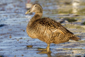 Common Eider (Somateria mollissima) female, Seahouses, United Kingdom