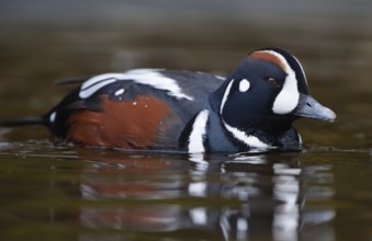Harlequin Duck (Histrionicus histrionicus) captive, male, Schleswig-Holstein, Germany