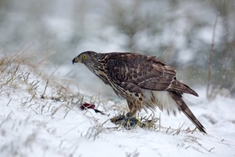Bird of prey Goshawk kill bird and sitting on the snow meadow with open wings, blurred snowy forest