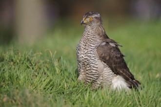 Northern Goshawk (Accipiter gentilis), Lower Saxony, Germany