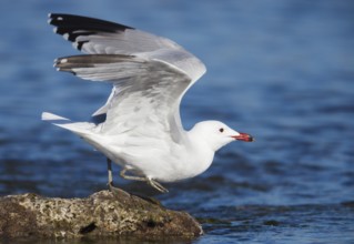 Audouin's Gull (Ichthyaetus audouinii) taking flight, Mallorca, Spain