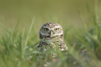 Burrowing Owl (Athene cunicularia), Florida, USA