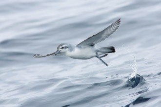Fairy Prion (Pachyptila turtur) flying, Victoria, Australia