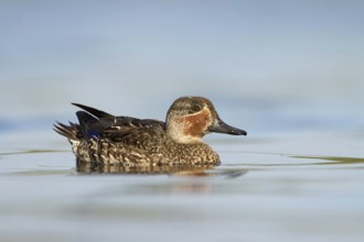 Wintertaling in eclipse kleed, Eurasian teal in eclise plumage