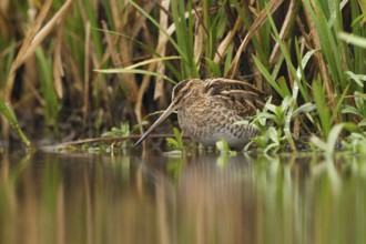 Watersnip, Snipe, Gallinago gallinago