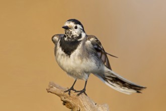 White Wagtail (Motacilla alba), Rhineland-Palatinate, Germany