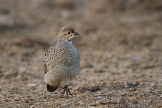 Grey Francolin (Francolinus pondicerianus), Oman