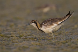 Pheasant-tailed Jacana (Hydrophasianus chirurgus) foraging, Oman