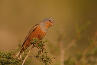 Cretzschmar's Bunting (Emberiza caesia) male, Cyprus
