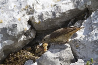 Common Rock Thrush (Monticola saxatilis) female cleaning fecal sac out of nest, Primorje, Croatia