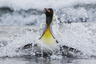 King Penguin (Aptenodytes patagonicus) swimming in the ocean near South Georgia Island