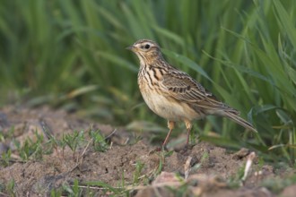 Eurasian Skylark (Alauda arvensis), Rhineland-Palatinate, Germany