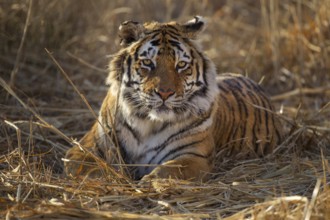 Bengal Tiger (Panthera tigris) male lying in grassland, captive, Philippolis, South Africa