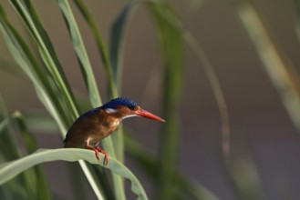 Malachite Kingfisher (Corythornis cristatus), Nechisar National Park, Ethiopia