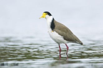 Masked Lapwing (Vanellus miles), Victoria, Australia