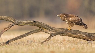 Common Buzzard (Buteo buteo) perched on old tree trunk, Saxony-Anhalt, Germany