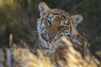 Bengal Tiger (Panthera tigris) cub portrait, captive, Philippolis, South Africa