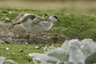 Ruddy-headed Goose (Chloephaga rubidiceps), Falkland Islands