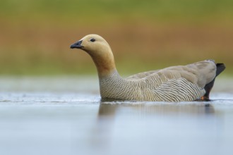 Ruddy-headed Goose (Chloephaga rubidiceps) feeding along the shoreline in the Falkland Islands