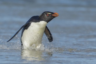 Rockhopper Penguin (Eudyptes chrysocome) emerging from the ocean in the Falkland Islands