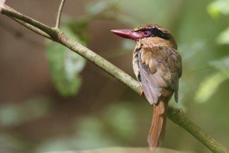 Blauohrliest (Cittura cyanotis) female perched on a branch, North Sulawesi, Indonesia