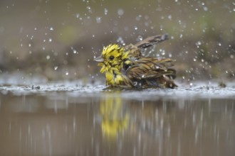 Yellowhammer (Emberiza citrinella) bathing, Netherlands
