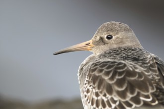 Purple Sandpiper (Calidris maritima), Mecklenburg-Western Pomerania, Germany