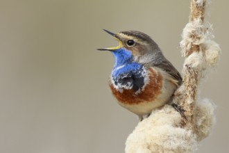 Bluethroat (Luscinia svecica cyanecula) male singing from cattail, Netherlands