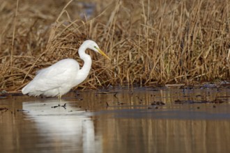 Great Egret (Ardea alba) foraging in reedbed, Mecklenburg-Western Pomerania, Germany