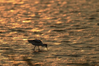Pied Avocet (Recurvirostra avosetta), Texel, Netherlands