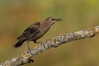 Spotless Starling (Sturnus unicolor) juvenile perched on lichen branch, Andalusia, Spain