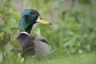 Mallard (Anas platyrhynchos) male, North Rhine-Westphalia, Germany