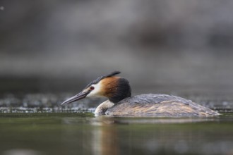 Great Crested Grebe (Podiceps cristatus), North Rhine-Westphalia, Germany