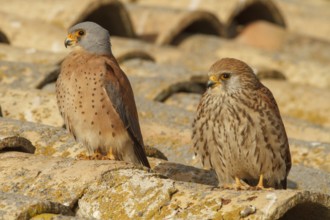 Lesser Kestrel (Falco naumanni), pair on roof, Castile-La Mancha