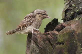 Eurasian Wryneck (Jynx torquilla) juvenile, Saxony, Germany