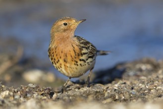 Rotkehlpieper, Red-throated Pipit, Anthus cervinus, Pipit à gorge rousse, Bisbita Gorgirrojo