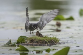 Black Tern (Chlidonias niger) feeding of juvenile, Schleswig-Holstein, Germany