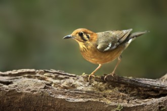 Orange-headed Thrush (Geokichla citrina), Bidoup National Park, Vietnam
