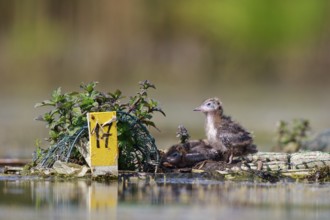 Black Tern (Chlidonias niger) chicks on nest, North Rhine-Westphalia, Germany